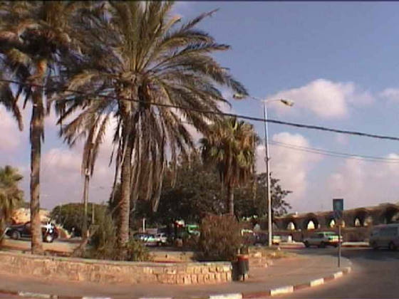 Acco_palmtrees.jpg