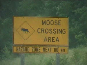 algonquin_eland_bord.jpg