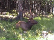 montreal_safaripark4.jpg
