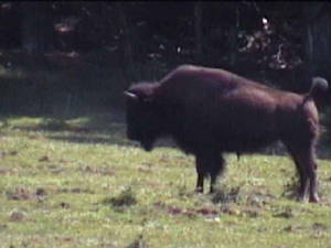 montreal_safaripark6.jpg
