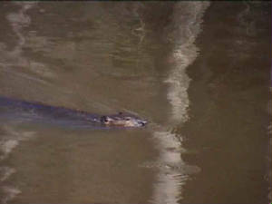 montreal_safaripark_bever.jpg