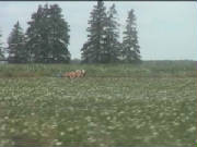 ontario_ploegen_paarden.jpg