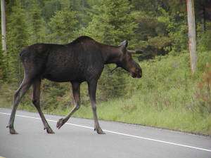 overstekende_eland.jpg