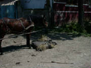 vajda_horse.jpg
